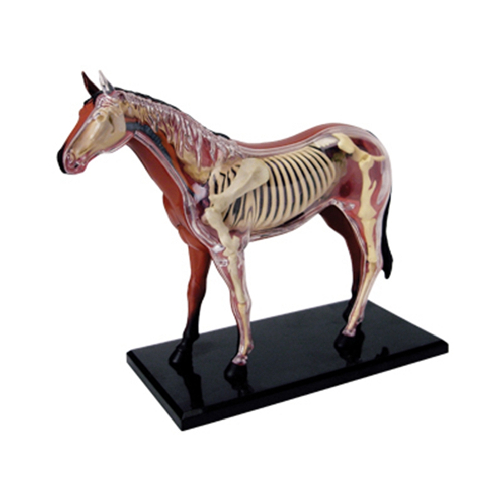 Animal Organ Anatomy Model 4D  – обзор и цена Science Toys Diy