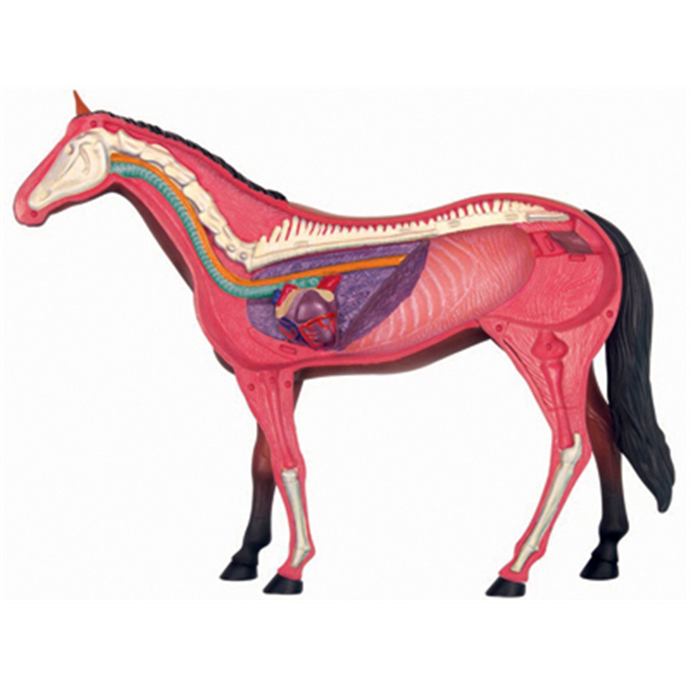 Animal Organ Anatomy Model 4D  – обзор и цена Science Toys Diy