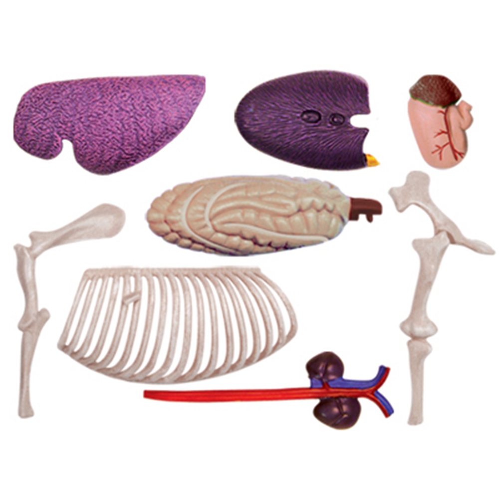 Animal Organ Anatomy Model 4D  – обзор и цена Science Toys Diy