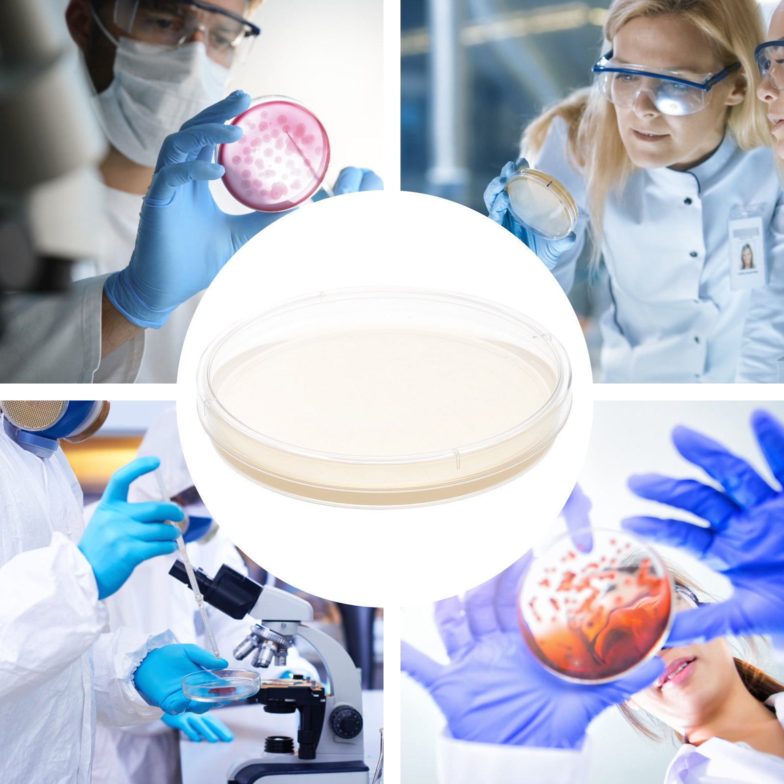 10pcs Nutrient Agar Plates Pre – обзор и цена Science Project